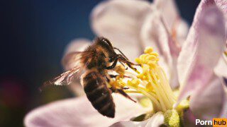 POLICE BEE RUBBED AT PISTIL POINT